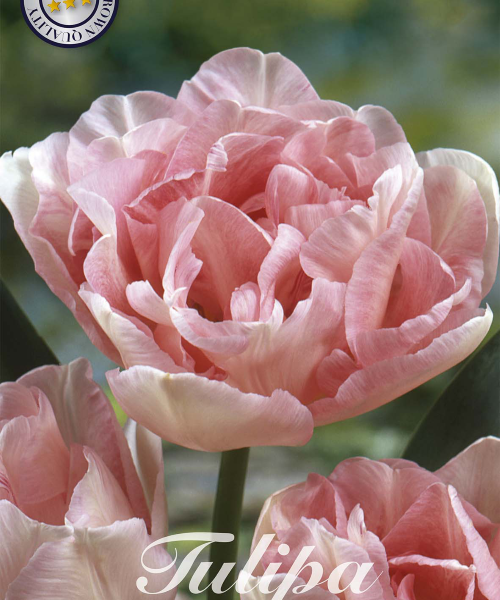 80670-Tulipa-ANGELIQUE-verkkokauppa-tuotekuva-verkkokauppa-tuotekuva