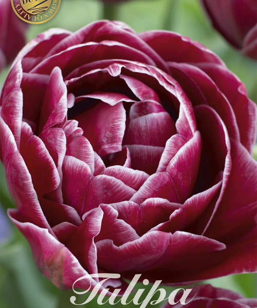 80710-Tulipa-DREAM-TOUCH-verkkokauppa-tuotekuva-verkkokauppa-tuotekuva