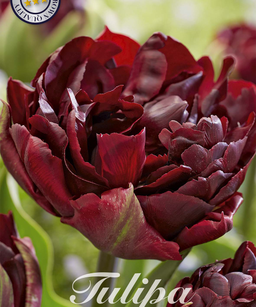 80760-Tulipa-PALMYRA-verkkokauppa-tuotekuva-verkkokauppa-tuotekuva