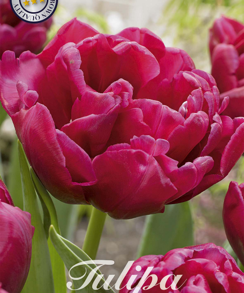 80785-Tulipa-WORLD-BOWL-verkkokauppa-tuotekuva-verkkokauppa-tuotekuva