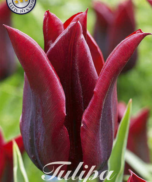80870-Tulipa-MERLOT-verkkokauppa-tuotekuva-verkkokauppa-tuotekuva