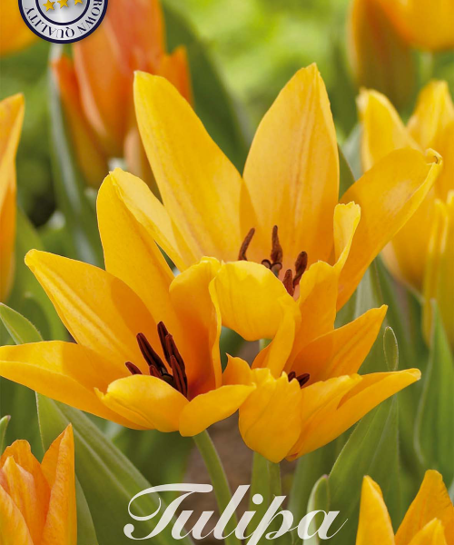 80955-Tulipa-SHOGUN-verkkokauppa-tuotekuva-verkkokauppa-tuotekuva