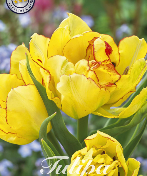80985-Tulipa-AQUILLA-verkkokauppa-tuotekuva-verkkokauppa-tuotekuva