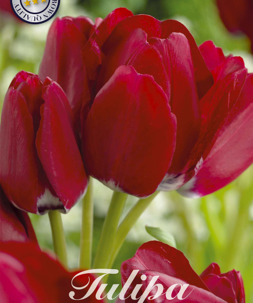 81000-Tulipa-FIERY-CLUB-verkkokauppa-tuotekuva