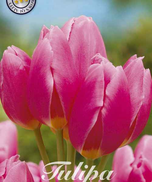 81005-Tulipa-HAPPY-FAMILY-verkkokauppa-tuotekuva-verkkokauppa-tuotekuva