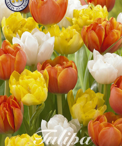 81070-Tulipa-CASANOVA-verkkokauppa-tuotekuva-verkkokauppa-tuotekuva