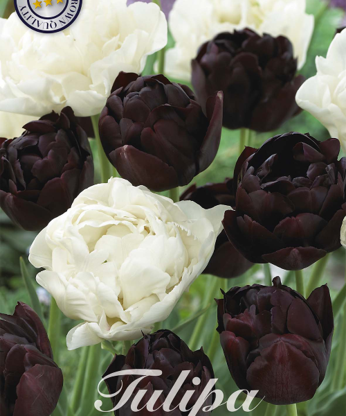 81075-Tulipa-CHARMING-verkkokauppa-tuotekuva-verkkokauppa-tuotekuva