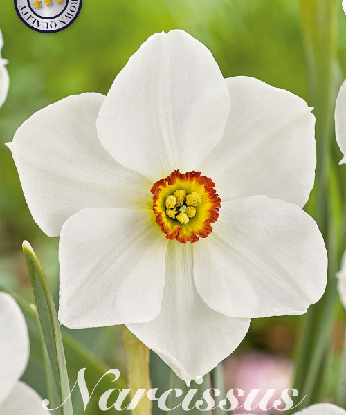 82000-Narcissus-ACTAEA-verkkokauppa-tuotekuva