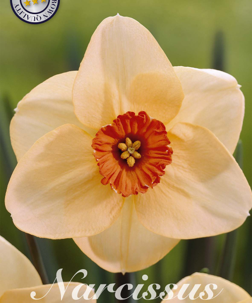 82005-Narcissus-ALTRUIST-verkkokauppa-tuotekuva