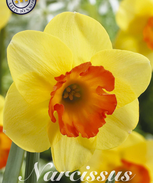 82015-Narcissus-BANTAM-verkkokauppa-tuotekuva-verkkokauppa-tuotekuva