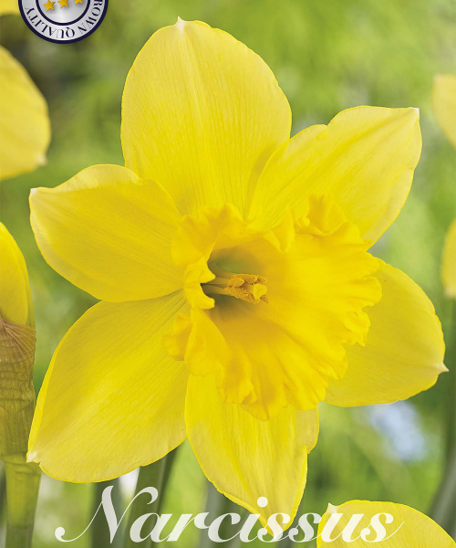 82025-Narcissus-CARLTON-verkkokauppa-tuotekuva