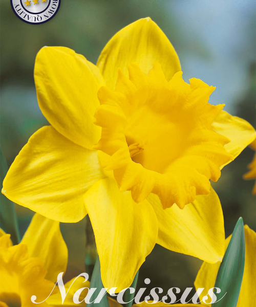 82030-Narcissus-DUTCH-MASTER-verkkokauppa-tuotekuva
