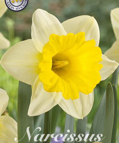 82040-Narcissus-GOBLET-verkkokauppa-tuotekuva