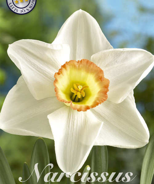82045-Narcissus-HIGH-SOCIETY-verkkokauppa-tuotekuva