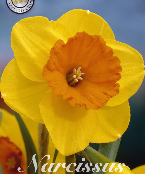 82055-Narcissus-JUANITA-verkkokauppa-tuotekuva-verkkokauppa-tuotekuva