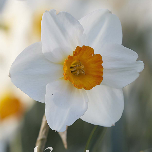 82056-Narcissus-JOYCE-SPIRIT