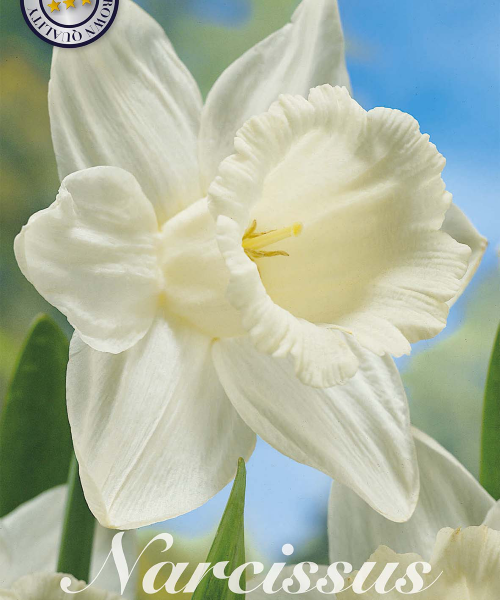 82065-Narcissus-MOUNT-HOOD-verkkokauppa-tuotekuva