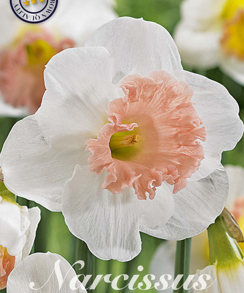 82070-Narcissus-PINK-CHARM-verkkokauppa-tuotekuva-verkkokauppa-tuotekuva