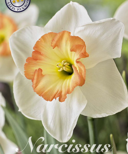 82071-Narcissus-PINK-BOMB-verkkokauppa-tuotekuva