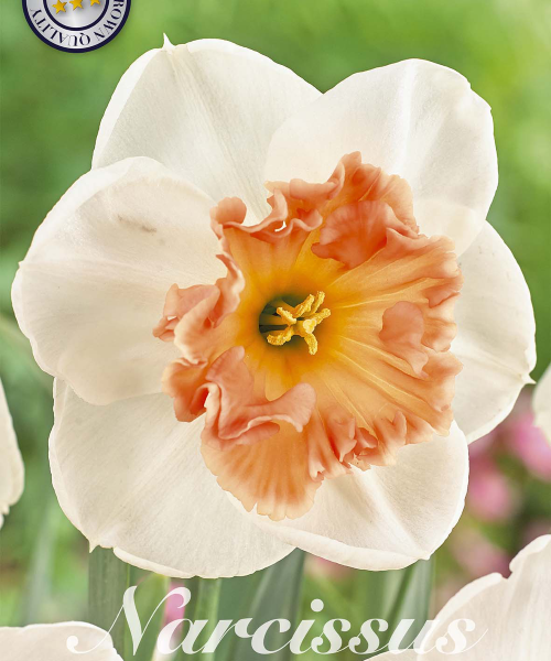 82075-Narcissus-PRECOCIOUS-verkkokauppa-tuotekuva