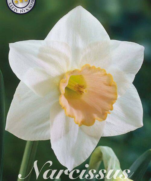 82090-Narcissus-SALOME