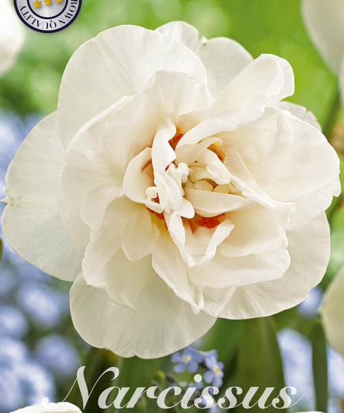 82105-Narcissus-ACROPOLIS-verkkokauppa-tuotekuva