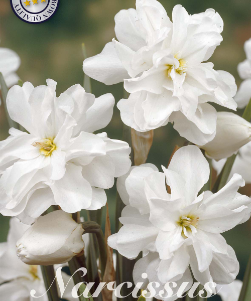 82110-Narcissus-ALBO-PLENUS-verkkokauppa-tuotekuva
