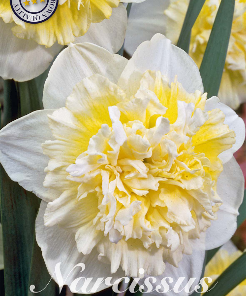 82125-Narcissus-ICE-KING-verkkokauppa-tuotekuva-verkkokauppa-tuotekuva