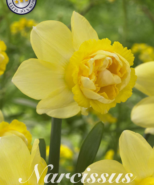 82127-Narcissus-MILENA-verkkokauppa-tuotekuva