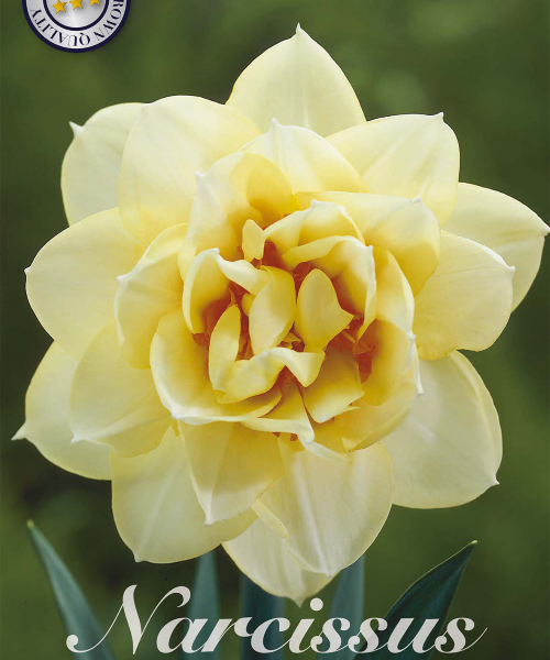 82136-Narcissus-ROMANTIC-PARADISE-verkkokauppa-tuotekuva