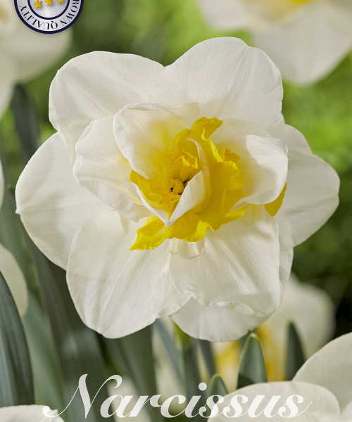 82137-Narcissus-SALOU-verkkokauppa-tuotekuva