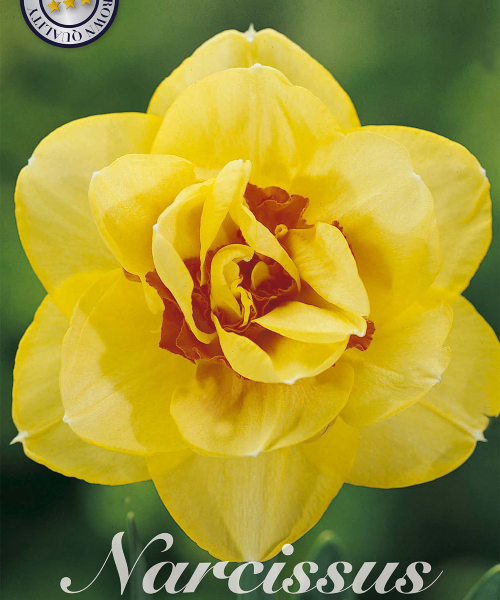 82140-Narcissus-TAHITI-verkkokauppa-tuotekuva-verkkokauppa-tuotekuva