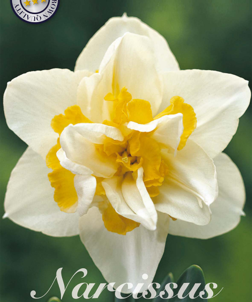 82145-Narcissus-WHITE-LION-verkkokauppa-tuotekuva