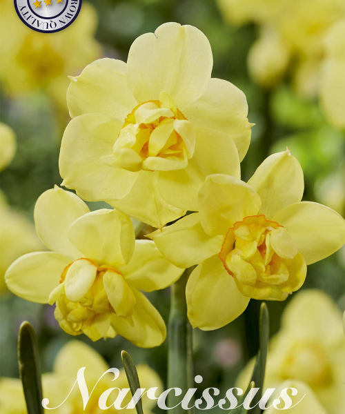 82155-Narcissus-YELLOW-CHEERFULLNESS-verkkokauppa-tuotekuva
