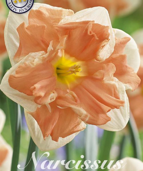 82165-Narcissus-APRICOT-WHIRL-verkkokauppa-tuotekuva-verkkokauppa-tuotekuva