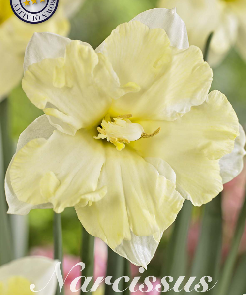 82170-Narcissus-CASSATA-verkkokauppa-tuotekuva