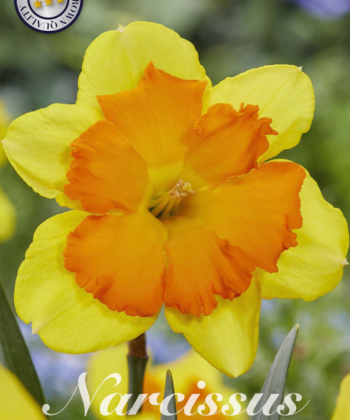 82175-Narcissus-CONGRESS-verkkokauppa-tuotekuva