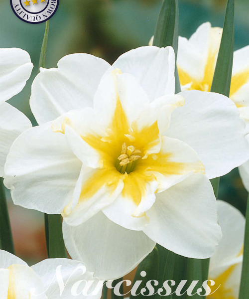 82180-Narcissus-LEMON-BEAUTY-verkkokauppa-tuotekuva