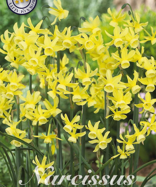 82210-Narcissus-HAWERA-verkkokauppa-tuotekuva-verkkokauppa-tuotekuva