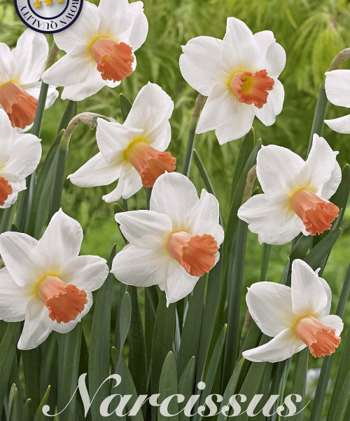 82225-Narcissus-SKYPE-verkkokauppa-tuotekuva-verkkokauppa-tuotekuva