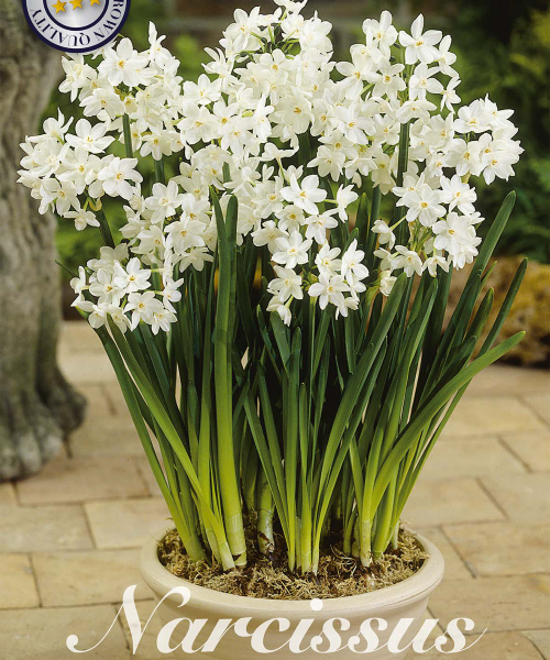 82240-Narcissus-PAPERWHITE-GRANDIFLORA-verkkokauppa-tuotekuva-verkkokauppa-tuotekuva