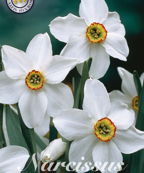 82255-Narcissus-RECURVUS-verkkokauppa-tuotekuva-verkkokauppa-tuotekuva