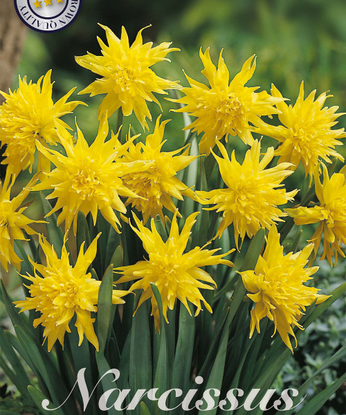82260-Narcissus-RIP-VAN-WINKLE-verkkokauppa-tuotekuva-verkkokauppa-tuotekuva