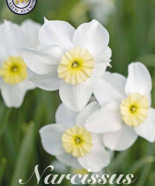 82270-Narcissus-SEGOVIA
