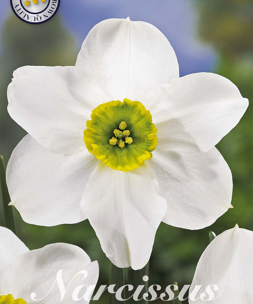 82275-Narcissus-SINOPEL-verkkokauppa-tuotekuva