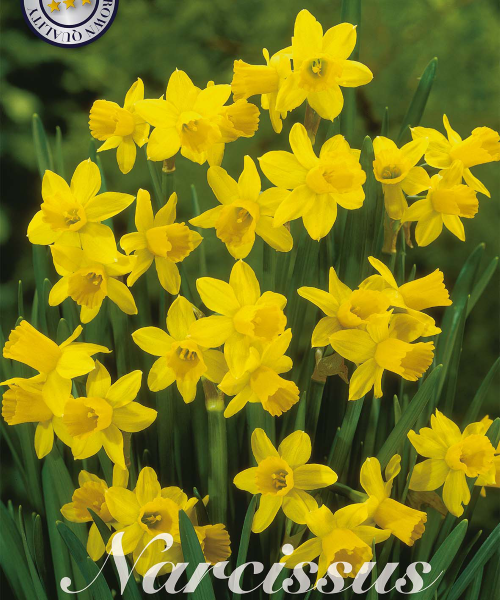 82285-Narcissus-TETE-A-TETE-verkkokauppa-tuotekuva-verkkokauppa-tuotekuva