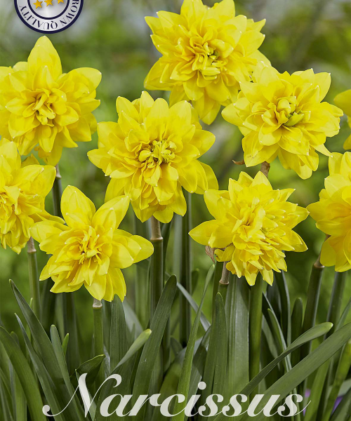 82290-Narcissus-TETE-DE-LUXE-verkkokauppa-tuotekuva-verkkokauppa-tuotekuva