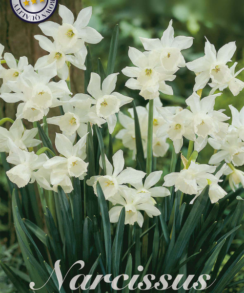82295-Narcissus-THALIA-verkkokauppa-tuotekuva-verkkokauppa-tuotekuva