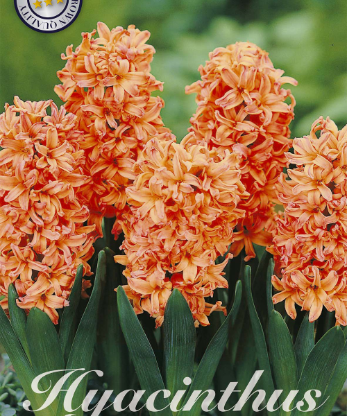 83020-Hyacinthus-GIPSY-QUEEN-verkkokauppa-tuotekuva-verkkokauppa-tuotekuva