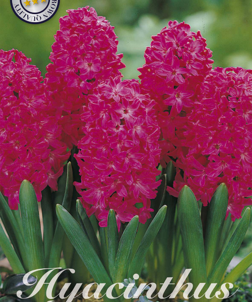 83025-Hyacinthus-JAN-BOS-verkkokauppa-tuotekuva-verkkokauppa-tuotekuva